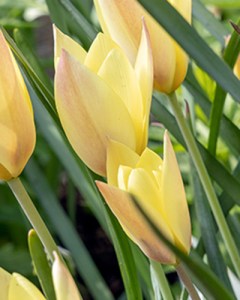 Botanical Tulip Honky Tonk